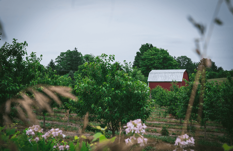 Orchard barn