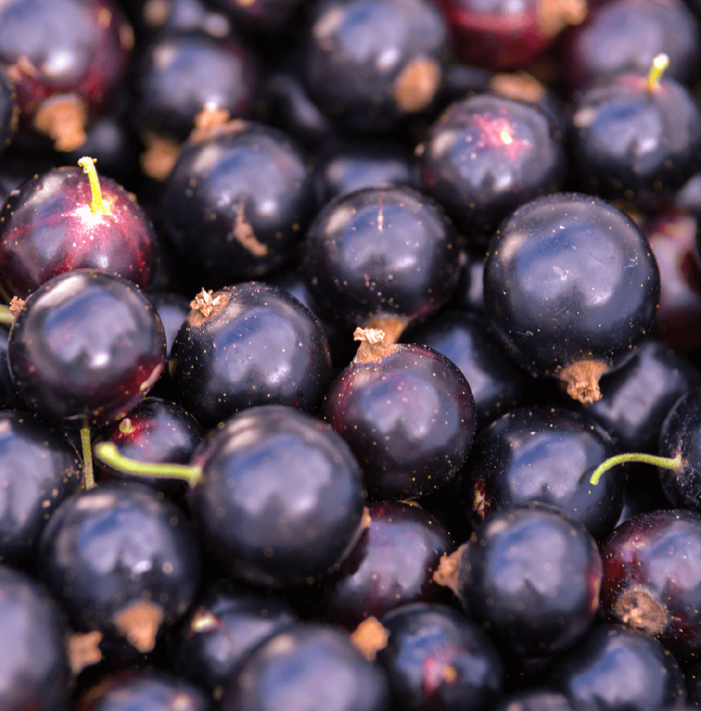 Close up of berries