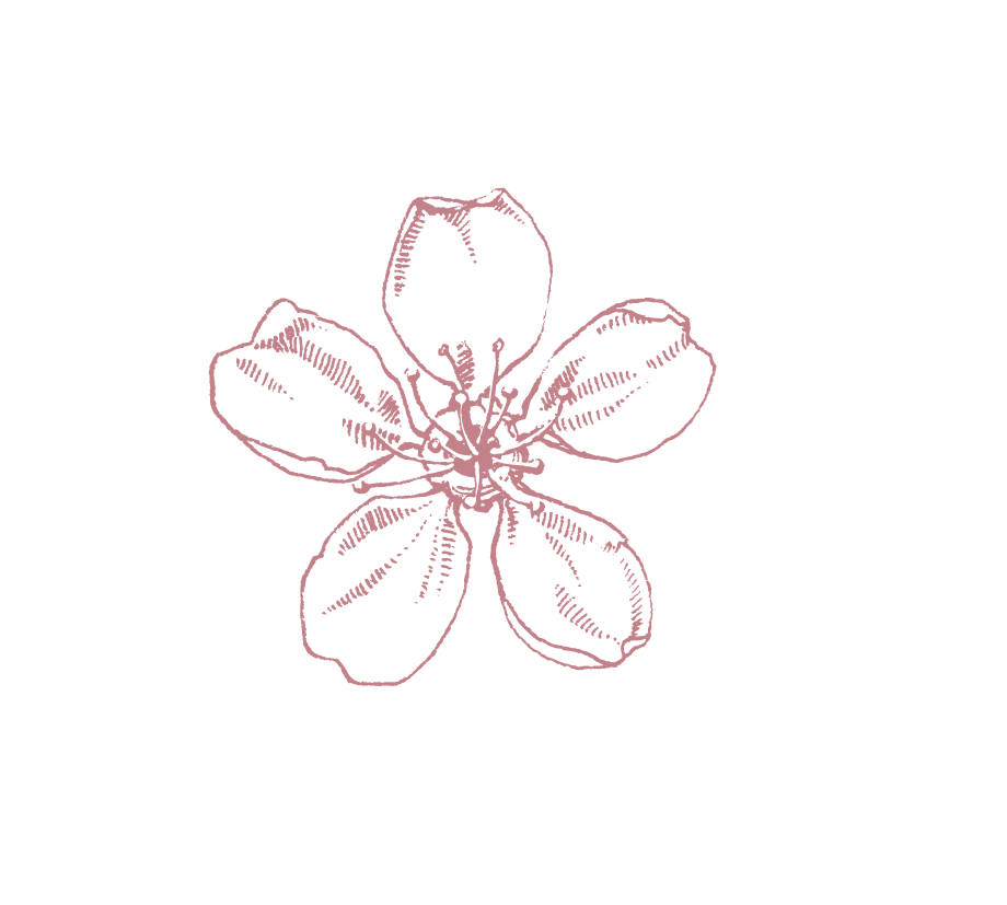 Flower sketch
