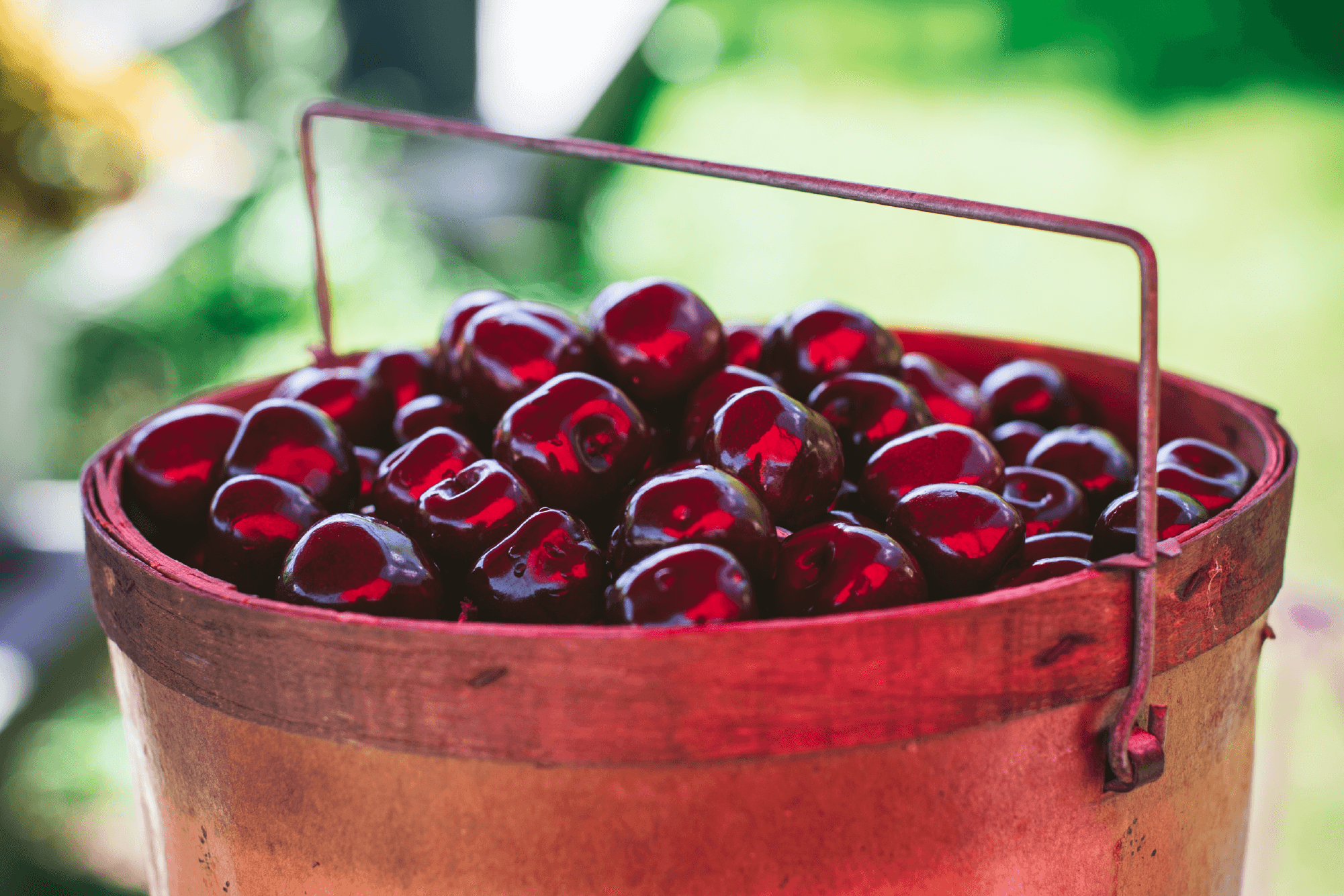 cherries in a wood bucket