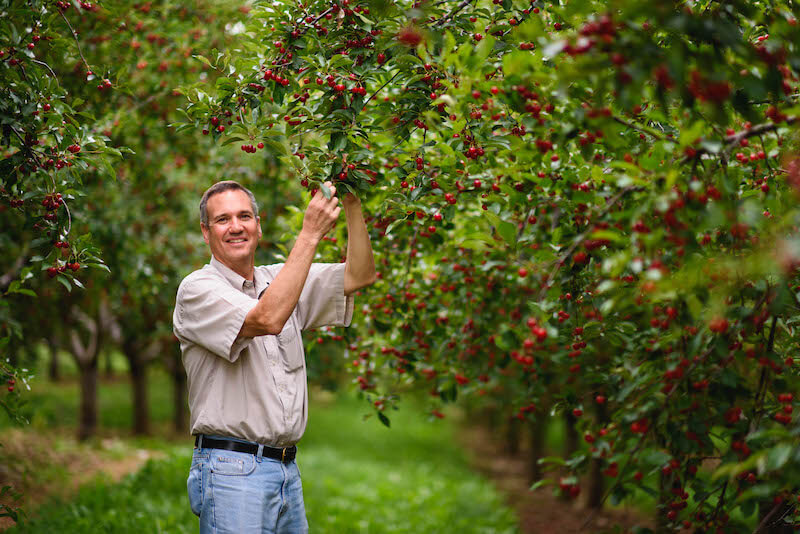 Farmer holding cherries