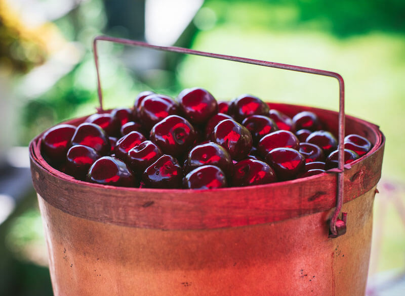 Cherries in a bucket