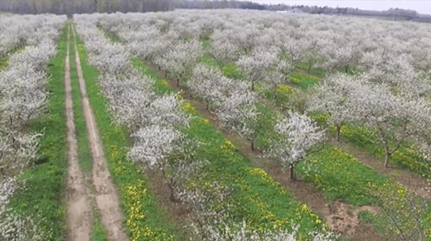 Schuyler Growers overhead view of orchard.