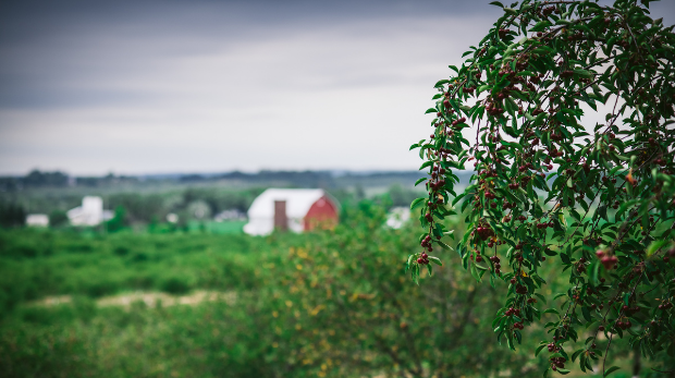 an image of a sweet cherry tree with an orchard and barn in the back drop