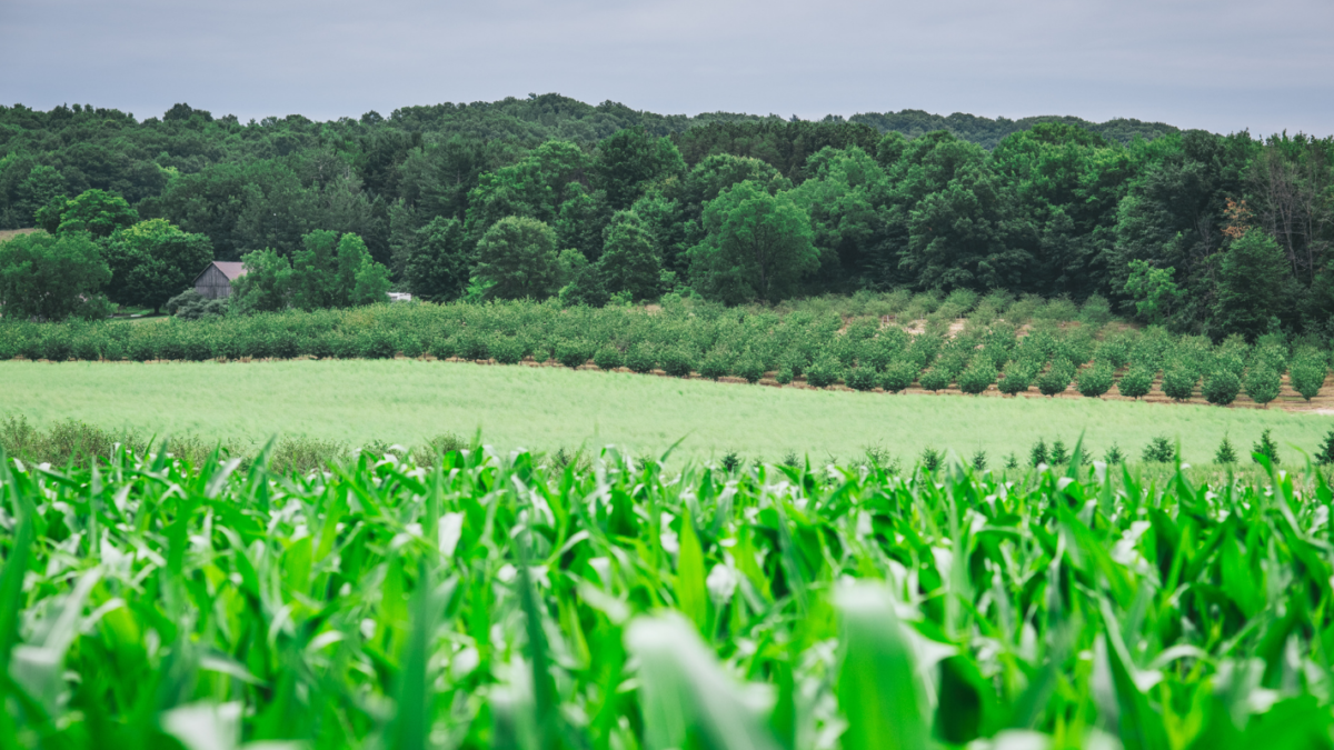 An image of a field with several crops