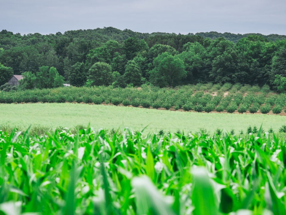 An image of a field with several crops