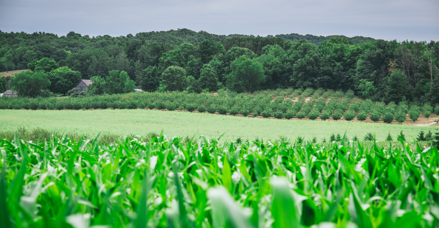 An image of a field with several crops