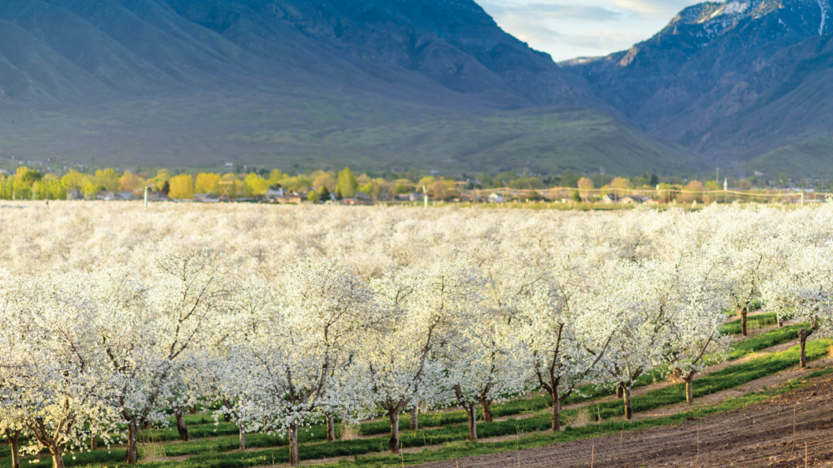 a blossoming Montmorency cherry orchard