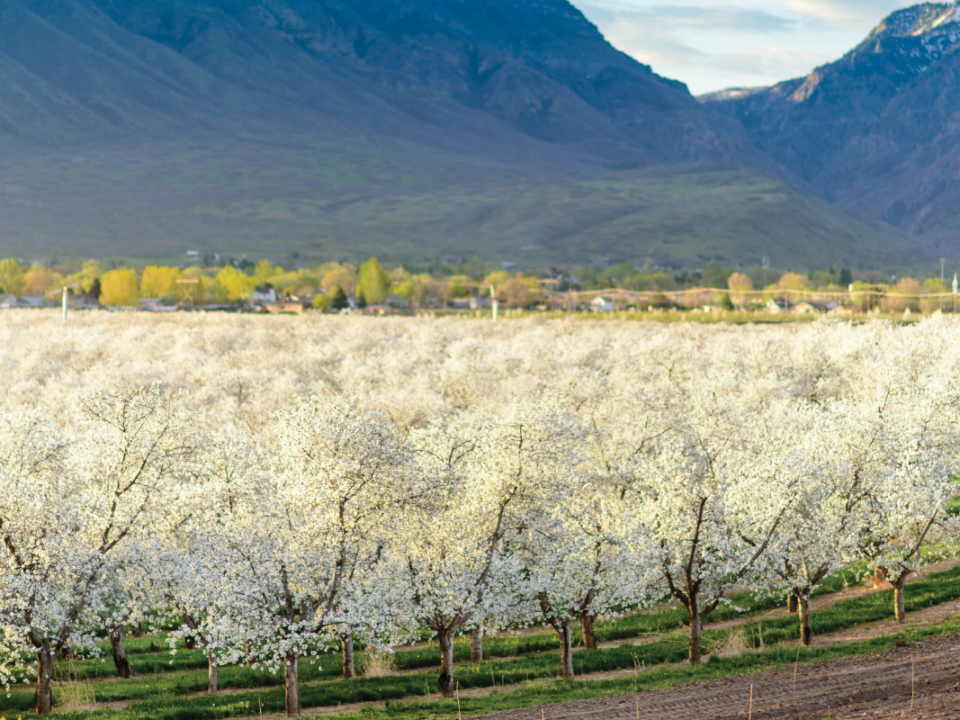 a blossoming Montmorency cherry orchard