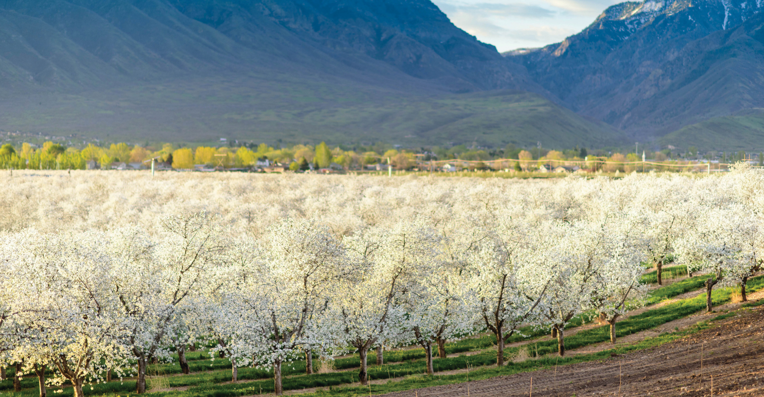 a blossoming Montmorency cherry orchard