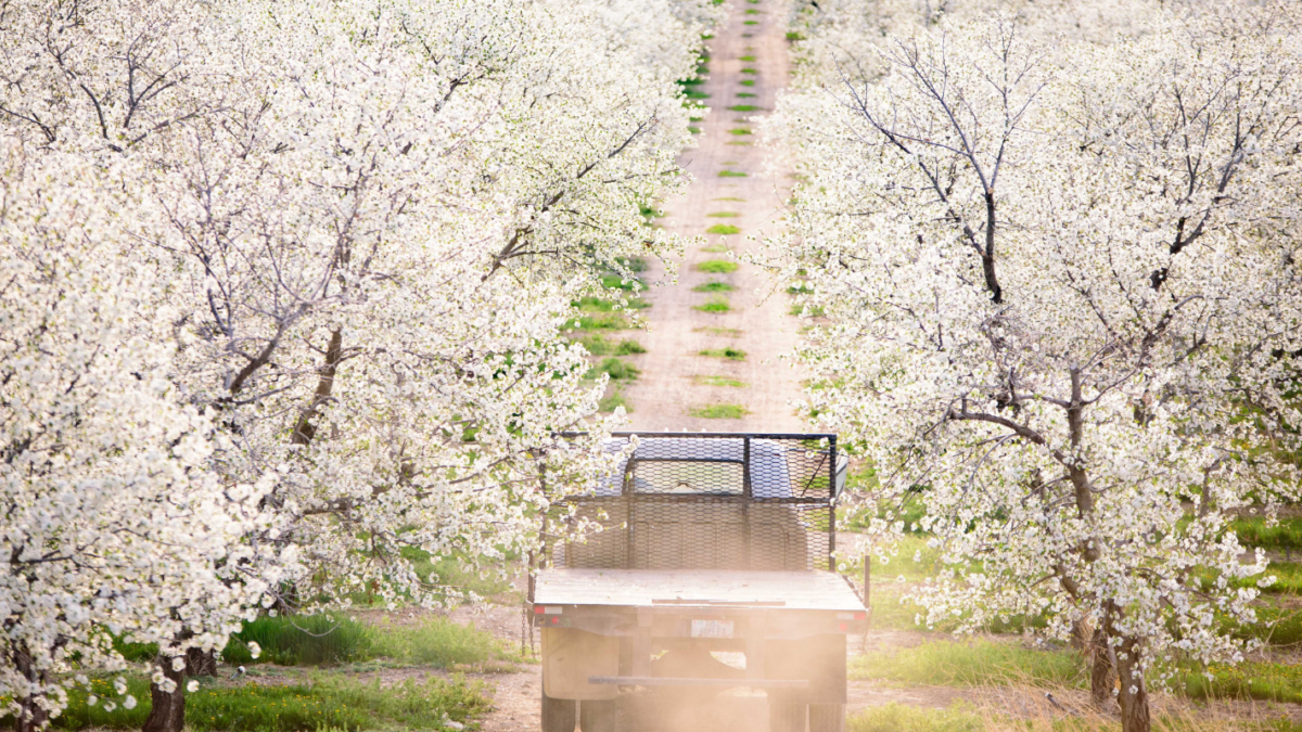 Image of truck driving through cherry field