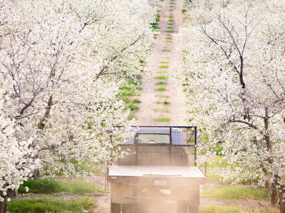 Image of truck driving through cherry field