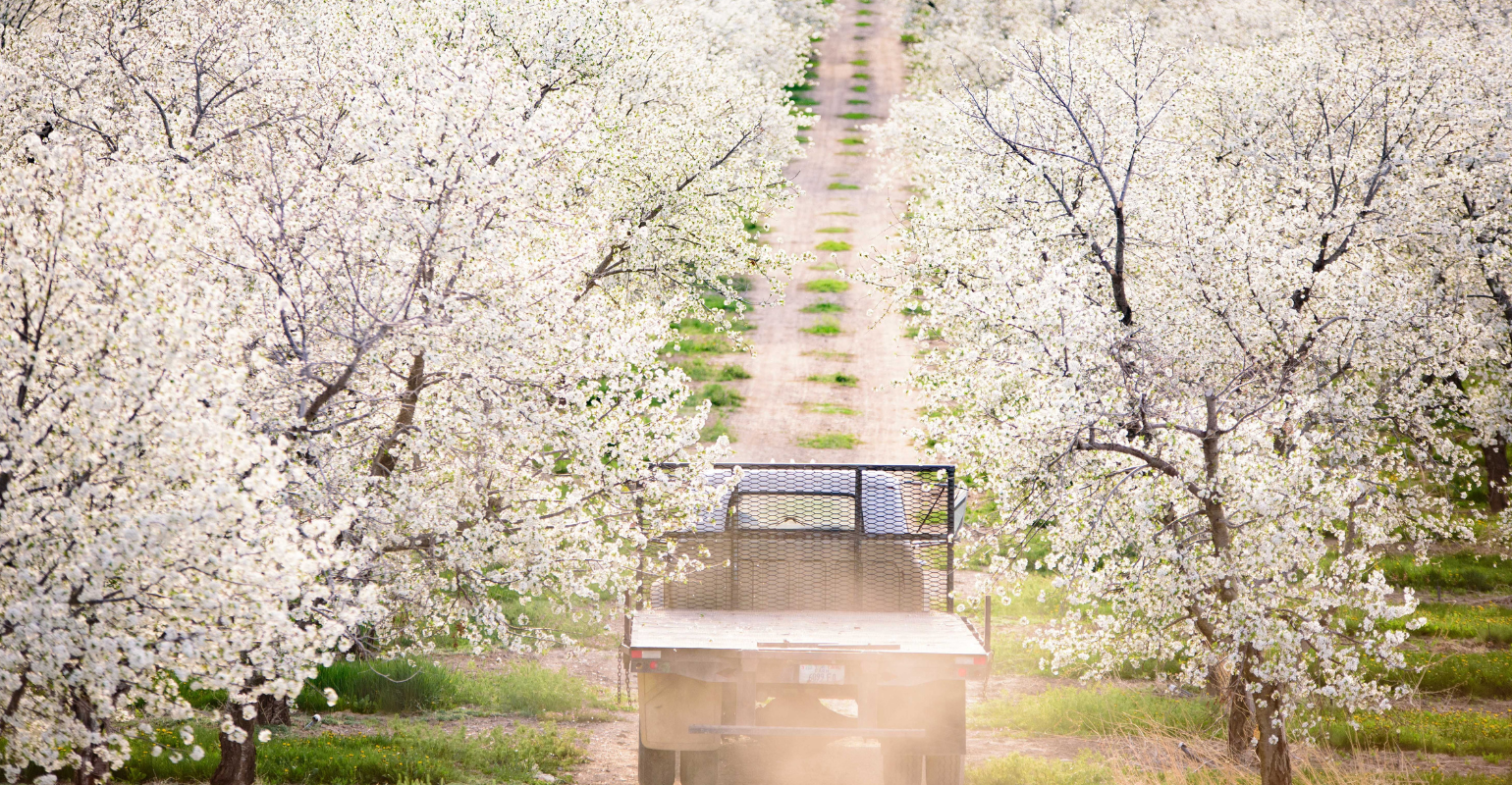 Image of truck driving through cherry field
