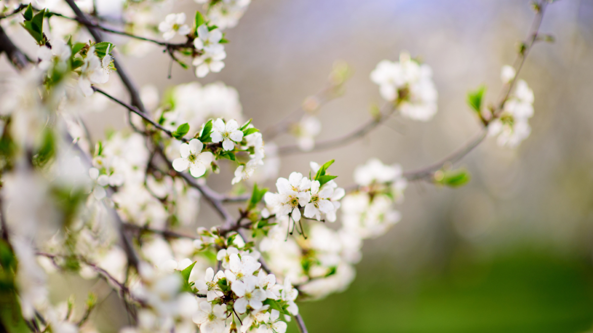 image of cherry blossoms on a tree