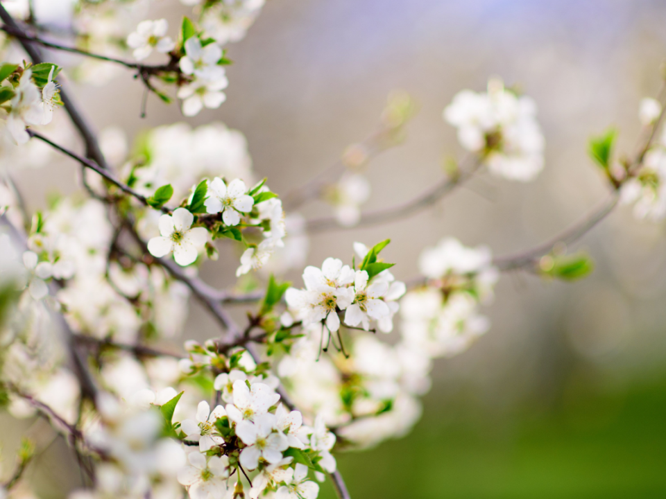 image of cherry blossoms on a tree