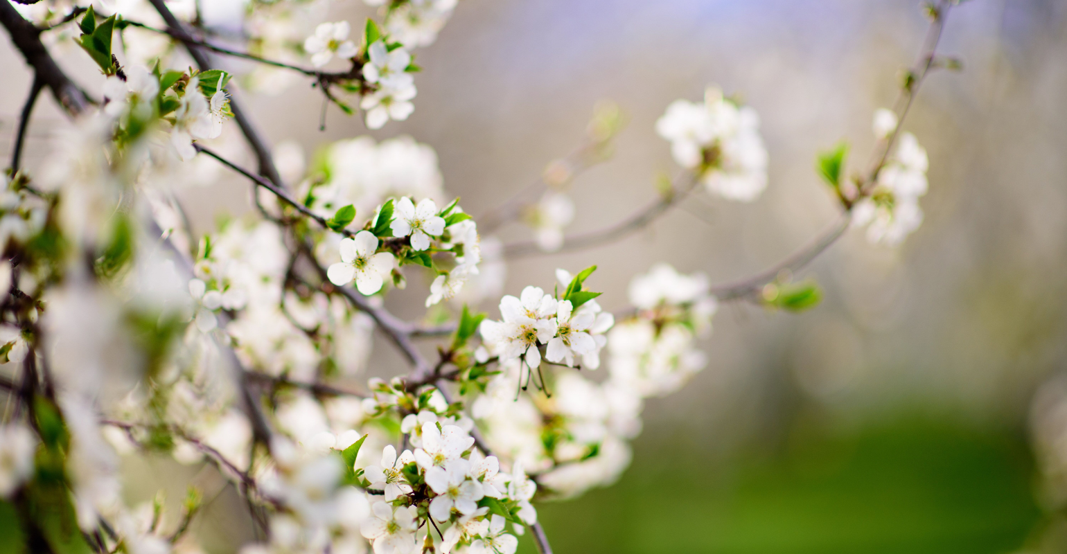 image of cherry blossoms on a tree