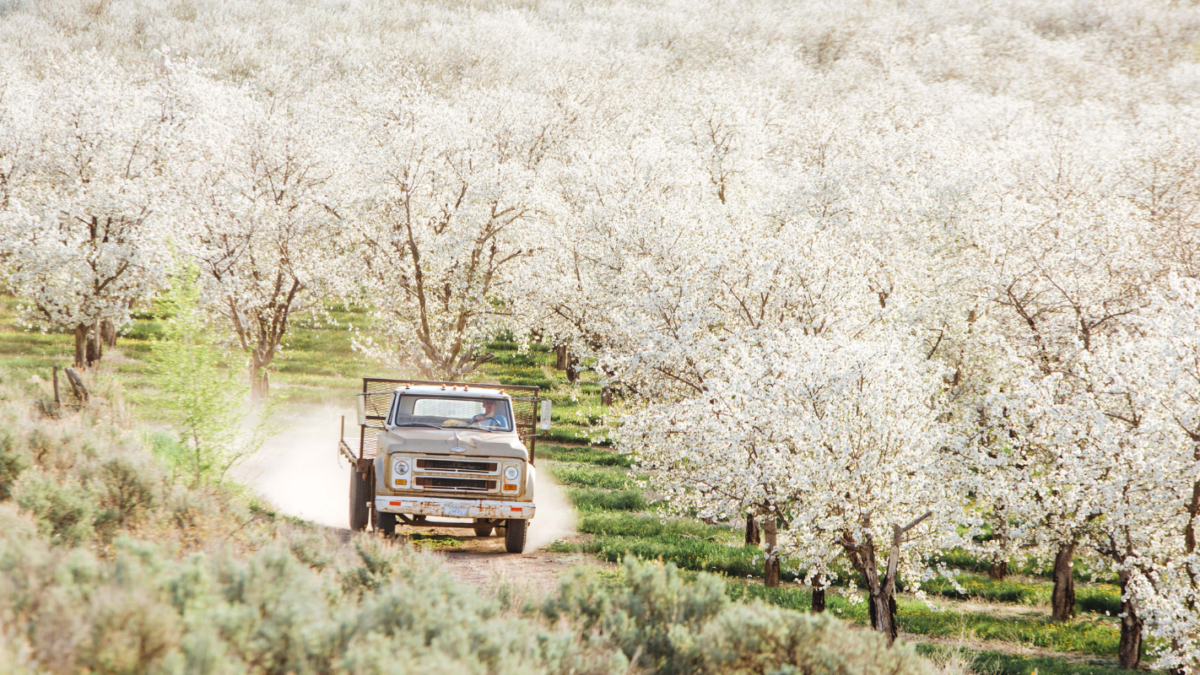 an image of a truck in a blossoming cherry orchard