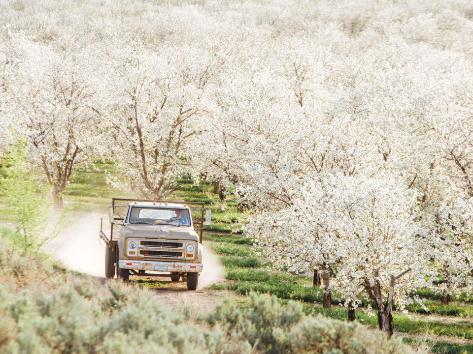 an image of a truck in a blossoming cherry orchard