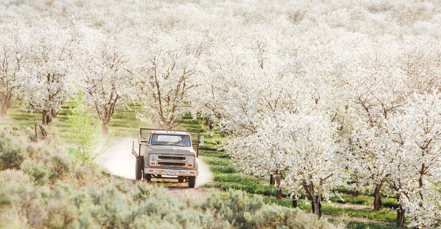 an image of a truck in a blossoming cherry orchard